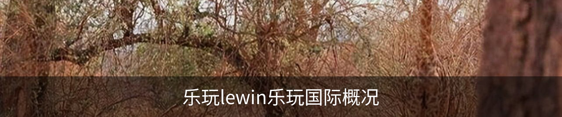 乐玩lewin乐玩国际概况